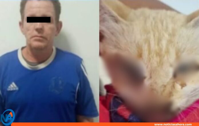 Hombre imputado por MP maltrato animal Nueva Esparta