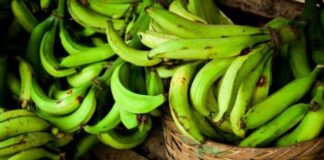 Plátano verde para un colon sano