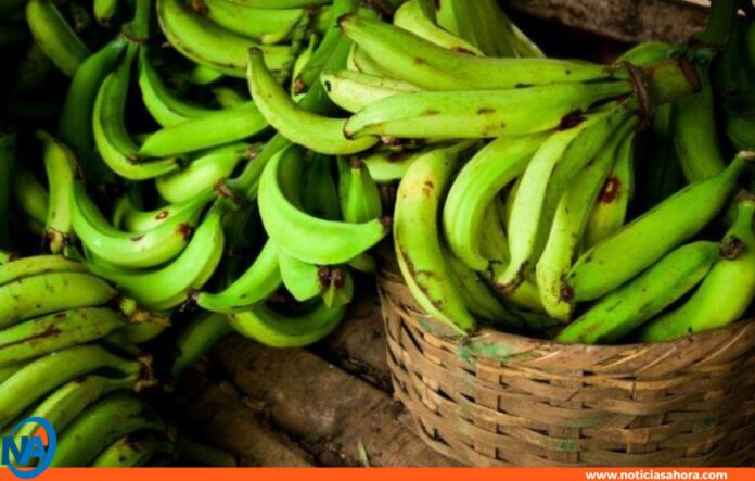 Plátano verde para un colon sano Plátano verde para un colon sano