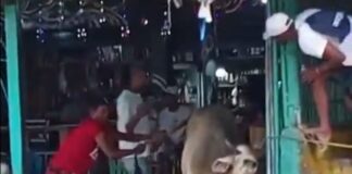 mujer falleció toro Choroní