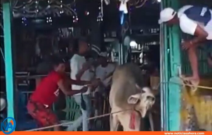 mujer falleció toro Choroní mujer falleció toro Choroní