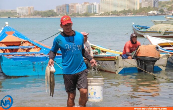 Nueva Esparta temporada de pesca de pulpo Nueva Esparta temporada de pesca de pulpo