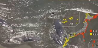 ballenas costas Japón