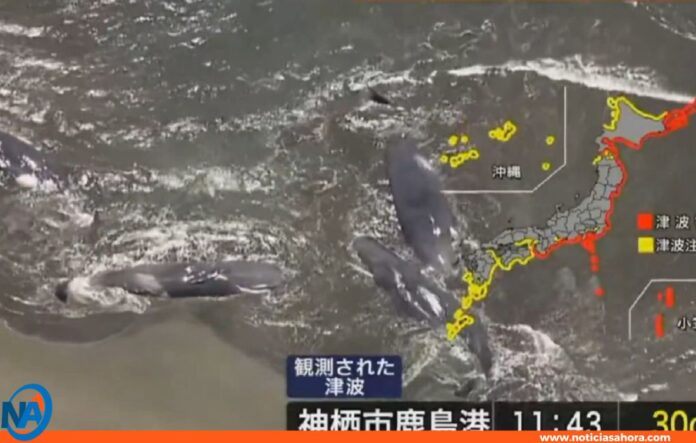 ballenas costas Japón ballenas costas Japón