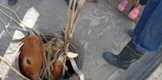 bovino embarazada Barquisimeto