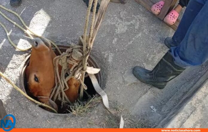 bovino embarazada Barquisimeto