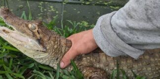 Rescatado caimán de anteojos en Las Agüitas