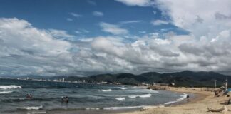 Puerto Cabello siembra de manglares