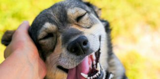 diía mundial del perro