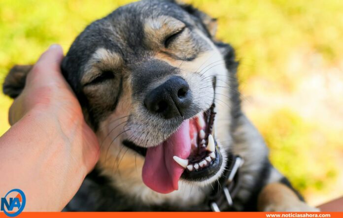 diía mundial del perro diía mundial del perro