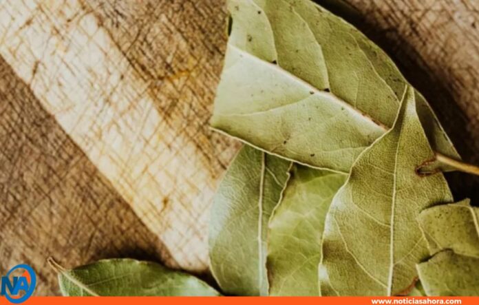 laurel laurel