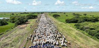 Apure arreo más grande Latinoamérica