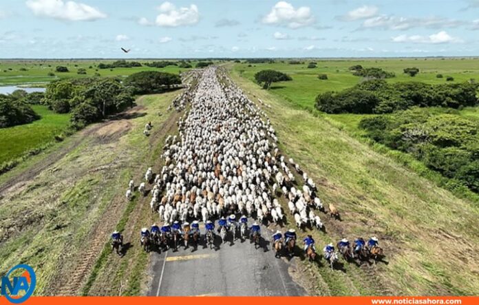 Apure arreo más grande Latinoamérica Apure arreo más grande Latinoamérica