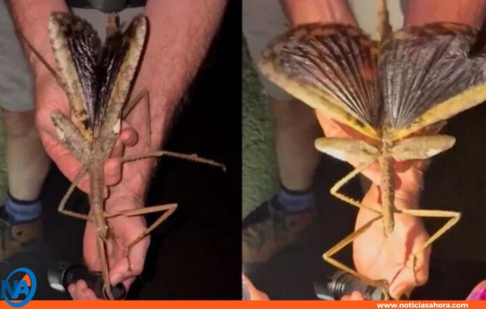Australia nueva especie insecto palo Australia nueva especie insecto palo