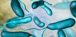 bacteria carnívora México