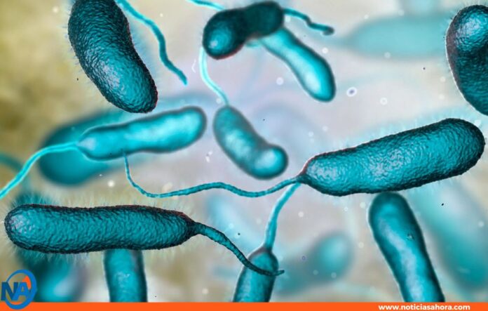 bacteria carnívora México bacteria carnívora México