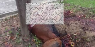 caballo desmembrado Aragua