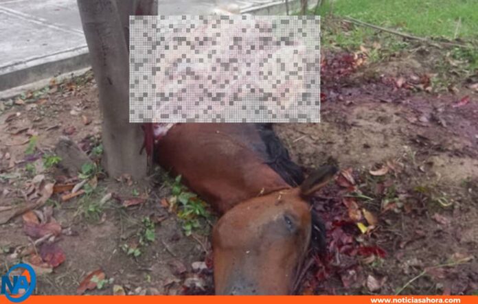 caballo desmembrado Aragua caballo desmembrado Aragua