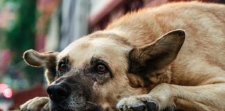 maltrato animal se castigará 2 a 5 años de prisión
