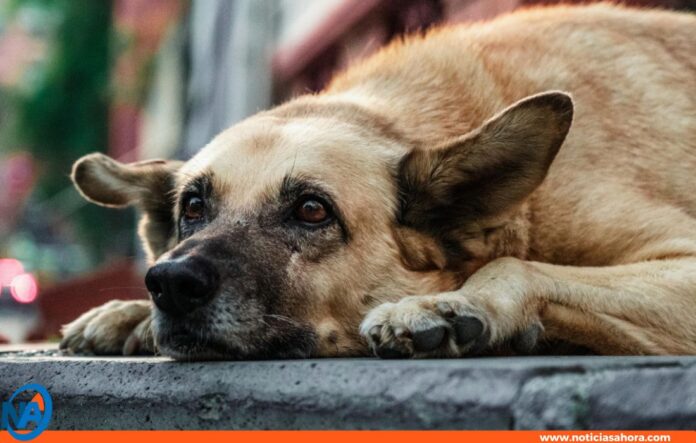 maltrato animal se castigará 2 a 5 años de prisión