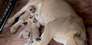 Tres cachorros león nacen en Zoológico en Mérida