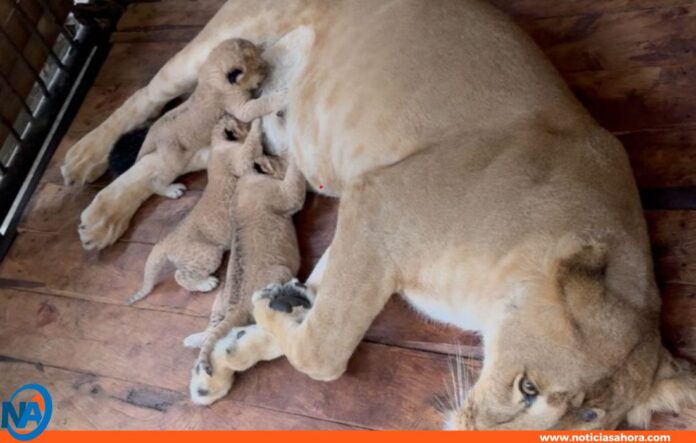 Tres cachorros león nacen en Zoológico en Mérida