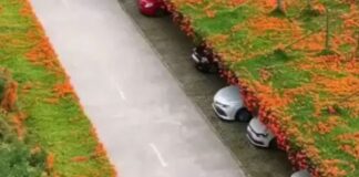 Japón: Jardines techos estacionamientos