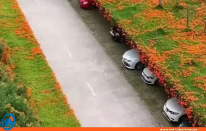 Japón: Jardines techos estacionamientos Japón: Jardines techos estacionamientos