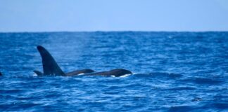 Pescadores de Chuao captan avistamiento de orcas