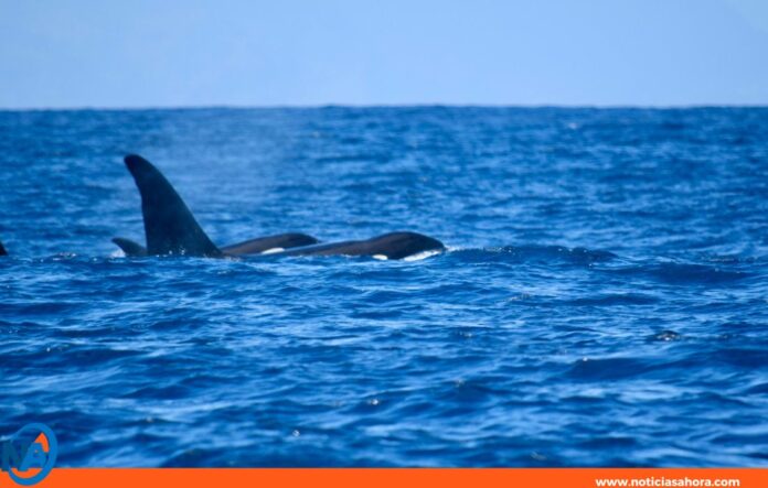 Pescadores de Chuao captan avistamiento de orcas Pescadores de Chuao captan avistamiento de orcas