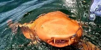 Tiburón nodriza anaranjado