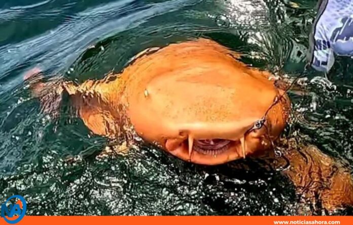 Tiburón nodriza anaranjado Tiburón nodriza anaranjado