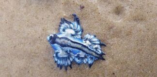 Dragón azul