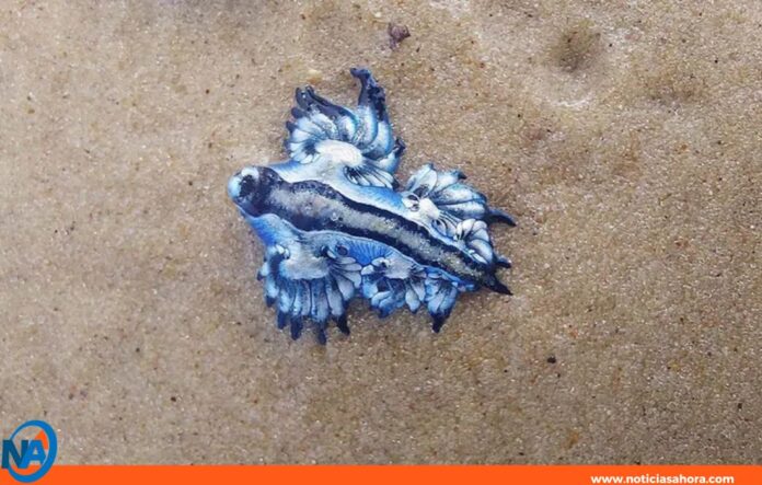 Dragón azul Dragón azul