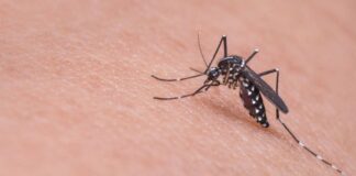 enfermedades transmitidas mosquitos Venezuela