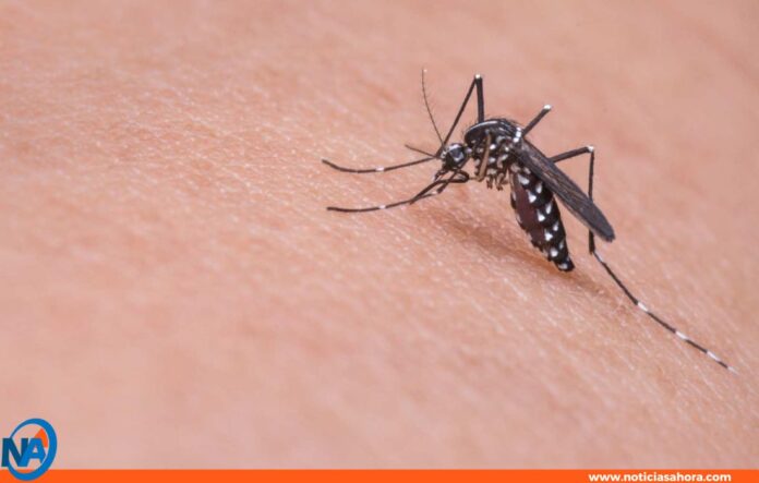 enfermedades transmitidas mosquitos Venezuela