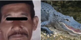hombre atacado cocodrilo Indonesia