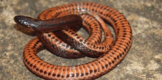 nueva especie serpiente dormilona Venezuela