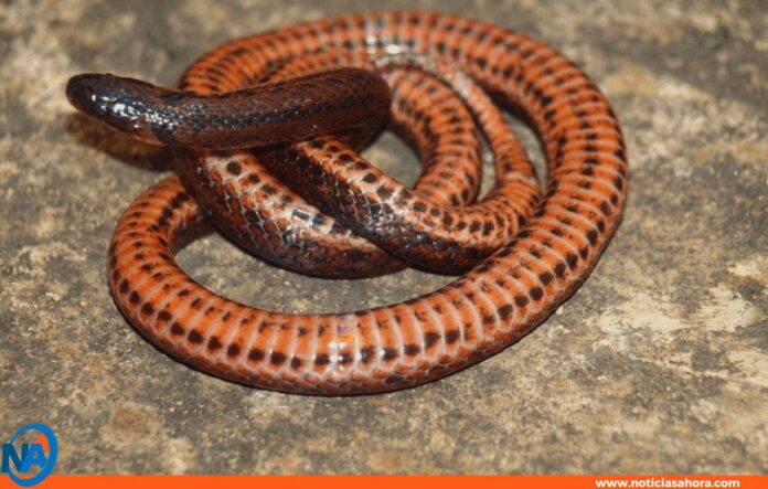 nueva especie serpiente dormilona Venezuela nueva especie serpiente dormilona Venezuela