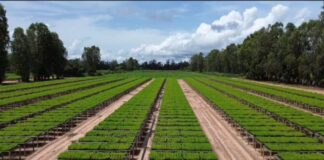 Más de 4 millones de pinos caribe plantados en Monagas pinos caribe Monagas