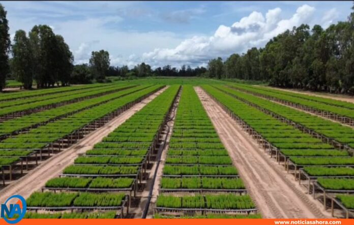 pinos caribe Monagas pinos caribe Monagas