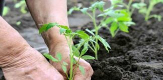 plantas 2026 Venezuela