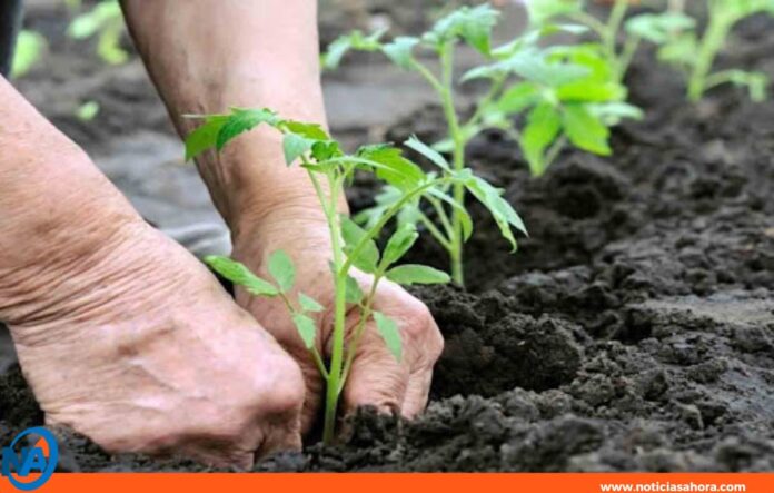 plantas 2026 Venezuela plantas 2026 Venezuela
