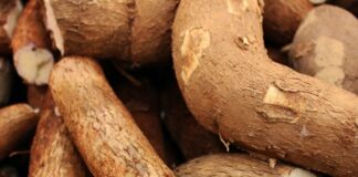 propiedades medicinales yuca