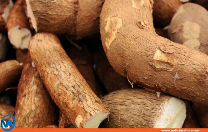 propiedades medicinales yuca propiedades medicinales yuca