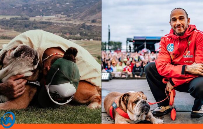 Lewis Hamilton perro Roscoe
