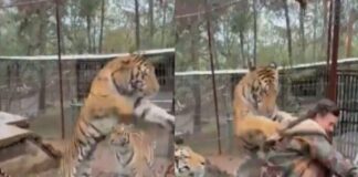 ataque tigre México