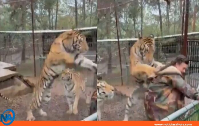 ataque tigre México ataque tigre México
