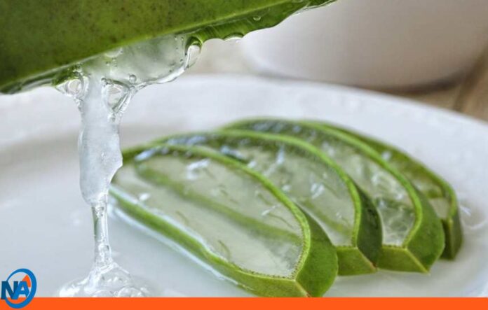 beneficios aloe vera beneficios aloe vera