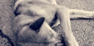 detenido Táchira zoofilia